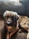 adoptable Dog in scottsboro, AL named Bucky URGENT