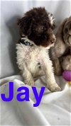 adoptable Dog in scottsboro, AL named Jay