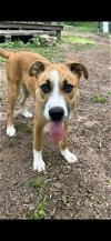 adoptable Dog in  named Avery