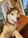 adoptable Dog in scottsboro, AL named Addie