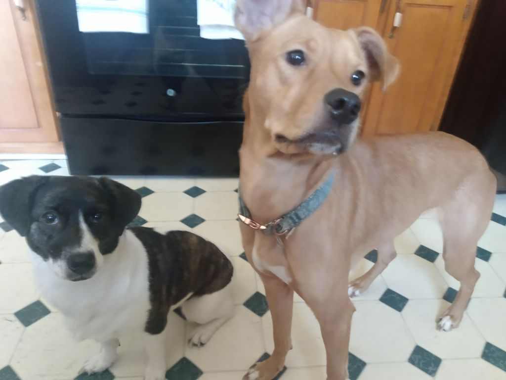 Dog for Adoption Luna Urgent, a Terrier in Owens Cross Roads, AL