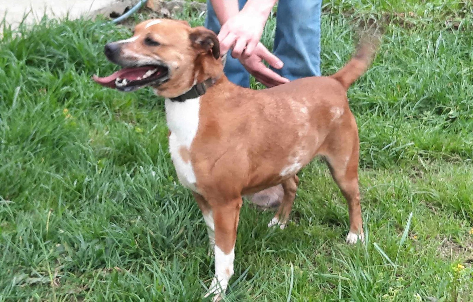 adoptable Dog in Scottsboro, AL named Rosie