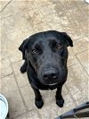 adoptable Dog in scottsboro, AL named Honey