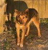 adoptable Dog in scottsboro, AL named Macy