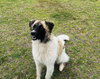 URGENT Bronco and Mercedes - Photo 2