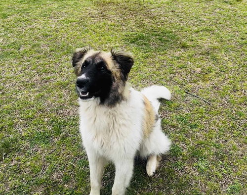URGENT BRONCO AND MERCEDES - Belgian Shepherd Tervuren / Great Pyrenees available for adoption