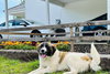 URGENT Bronco and Mercedes - Photo 3
