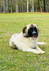 URGENT Bronco and Mercedes - Photo 4