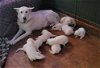 adoptable Dog in scottsboro, AL named 9 White Shepard / Husky Hybrid puppies