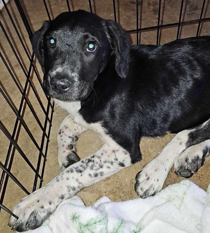 adoptable Dog in Scottsboro, AL named Cookie