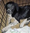 adoptable Dog in scottsboro, AL named Cookie