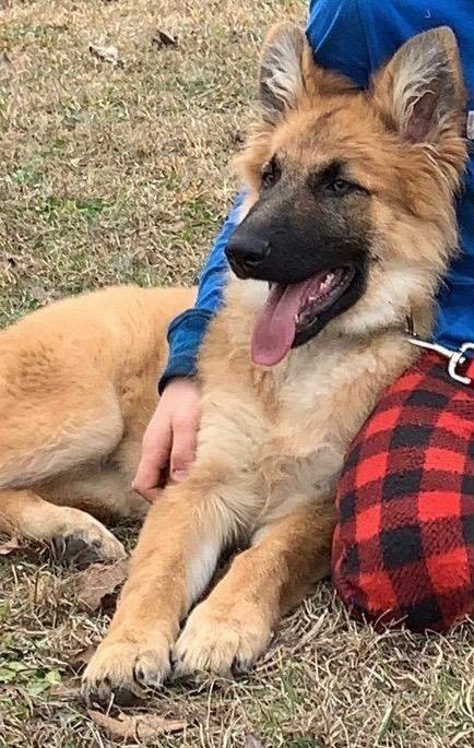 adoptable Dog in Scottsboro, AL named Rose