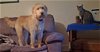 adoptable Dog in scottsboro, AL named Chloe
