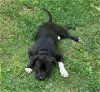 adoptable Dog in scottsboro, AL named Bo URGENT
