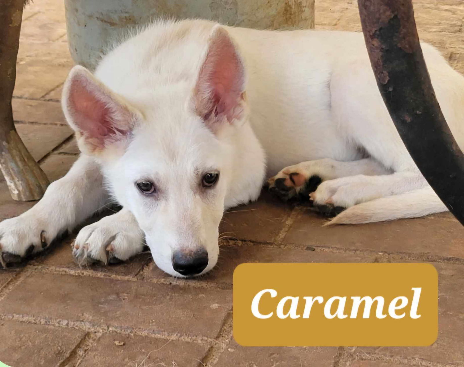 adoptable Dog in Scottsboro, AL named Caramel