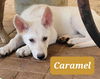 adoptable Dog in Scottsboro, AL named Caramel