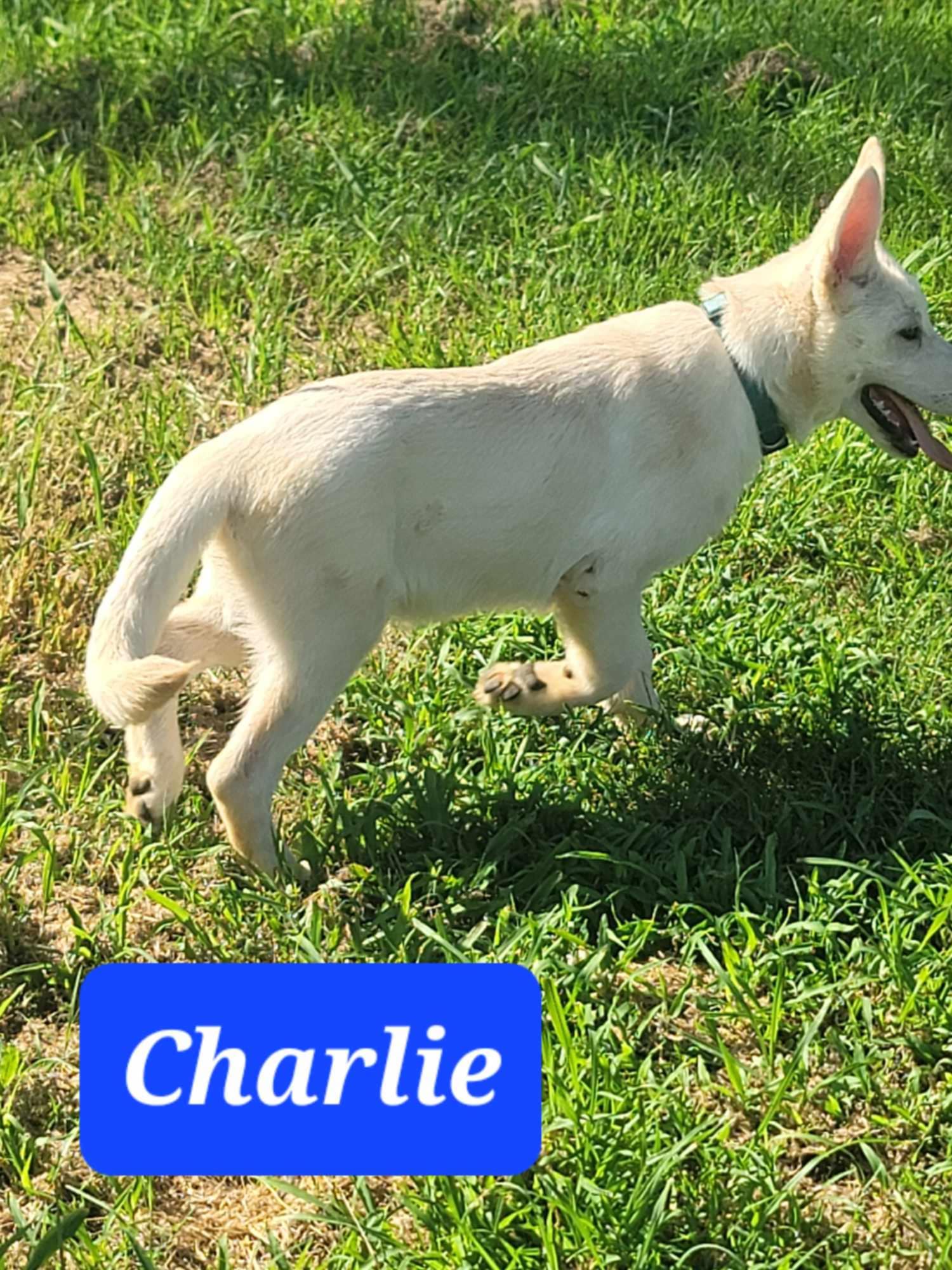 adoptable Dog in Scottsboro, AL named Charlie