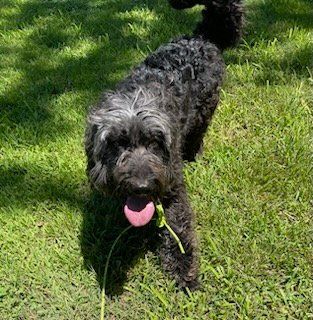 adoptable Dog in Scottsboro, AL named Midnight