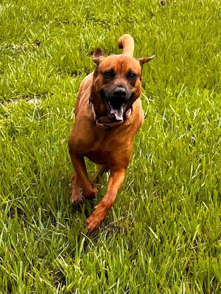 Dog for Adoption - Brandy, a Rhodesian Ridgeback in Etowah County, AL ...