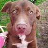 adoptable Dog in Scottsboro, AL named Mojo Urgent