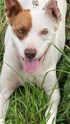 adoptable Dog in Scottsboro, AL named Felicity Urgent