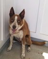 adoptable Dog in Scottsboro, AL named Scout