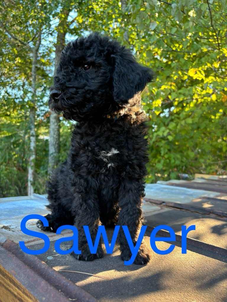 adoptable Dog in Scottsboro, AL named Sawyer