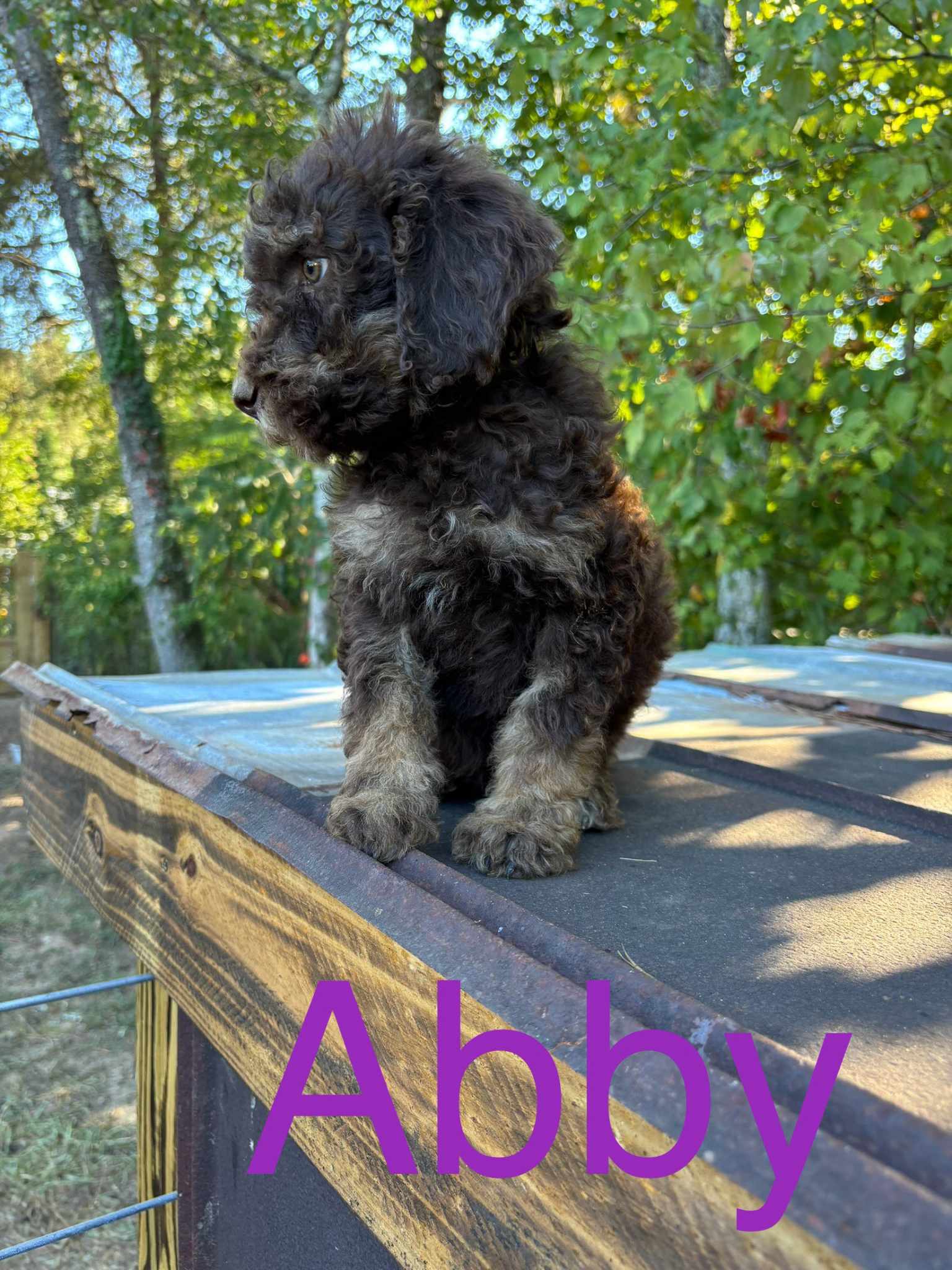 adoptable Dog in Scottsboro, AL named Abby