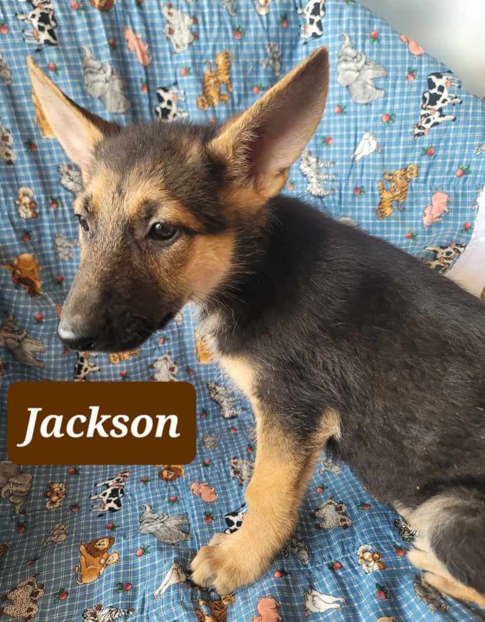 adoptable Dog in Scottsboro, AL named Jackson