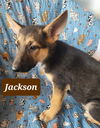 adoptable Dog in  named Jackson