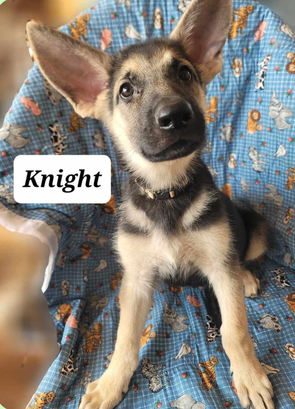 adoptable Dog in Scottsboro, AL named Knight