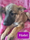 adoptable Dog in , AL named Violet