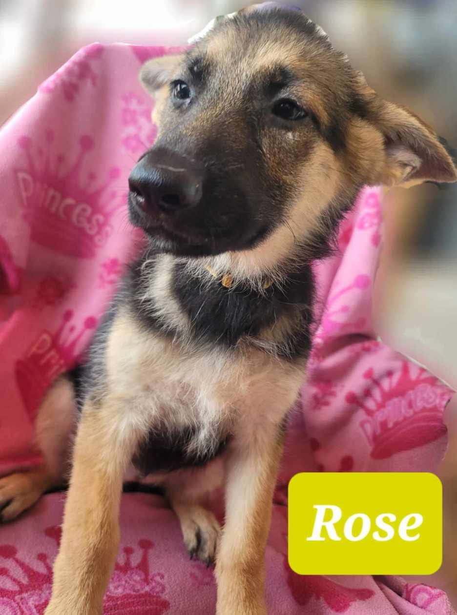 adoptable Dog in Scottsboro, AL named Rose