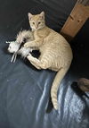 adoptable Cat in , AL named Mandy URGENT