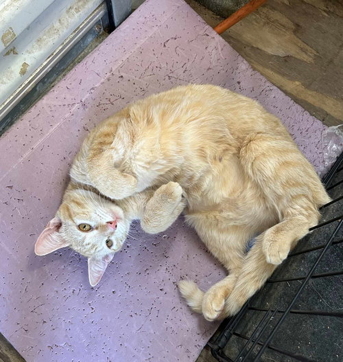 MANDY URGENT - Tabby available for adoption