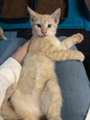 Mandy URGENT - Photo 4