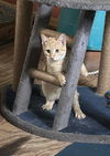 adoptable Cat in , AL named Leo Urgent