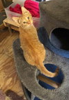 Leo Urgent - Photo 3