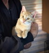 Leo Urgent - Photo 4