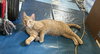 Leo Urgent - Photo 1