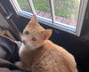 adoptable Cat in , AL named Roger Urgent