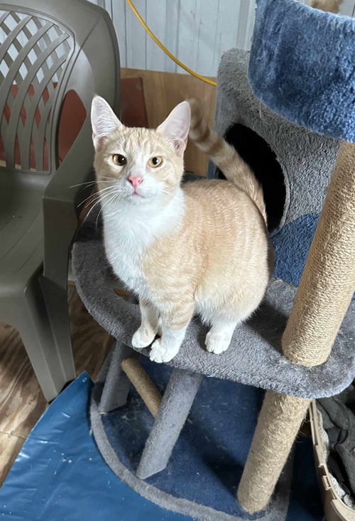 ROGER URGENT - Tabby available for adoption