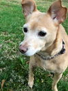adoptable Dog in  named Zoey