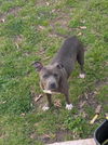 adoptable Dog in  named Sugar