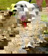 adoptable Dog in  named Abby URGENT