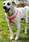 Allie URGENT - Photo 3