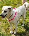 Allie URGENT - Photo 4