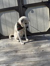Allie URGENT - Photo 2