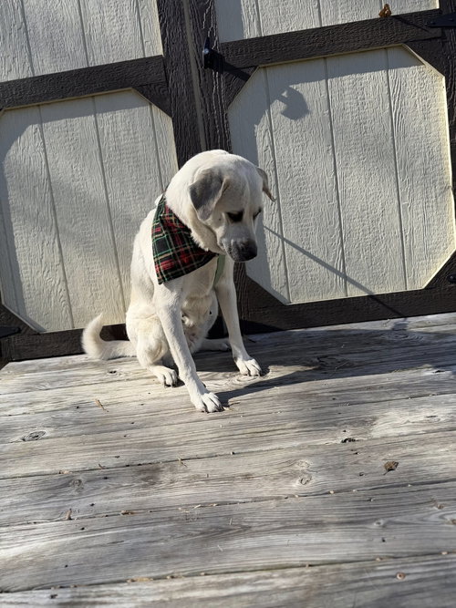 ALLIE URGENT - Anatolian Shepherd / Labrador Retriever available for adoption