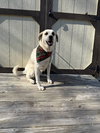 Allie URGENT - Photo 1